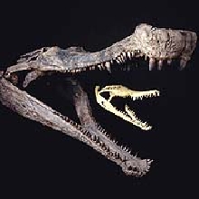 SuperCroc Wasn't A Regular Croc