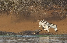 Croc Attack!