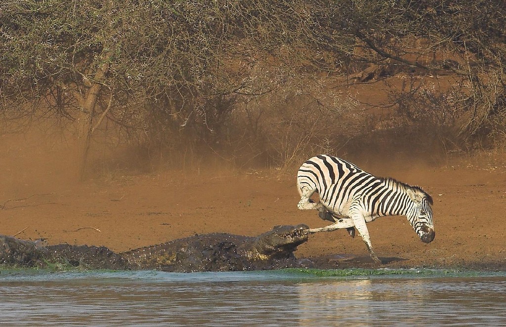 Croc Attack!