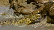 Crocs- The Ultimate Predator