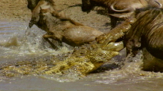 Crocs- The Ultimate Predator