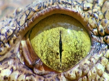 "The Eye of the Crocodile"