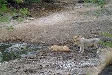 Lion Vs. Crocodile