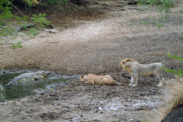 Lion Vs. Crocodile