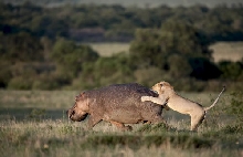 Lion Attack!