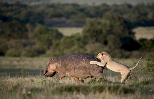Lion Attack!