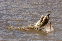 Crocodile Feeding on Gnu