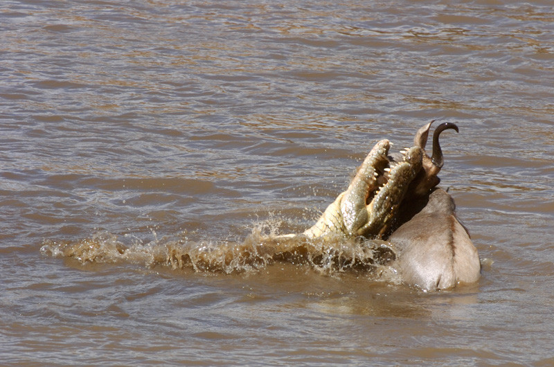 Crocodile Feeding on Gnu