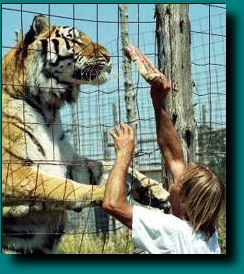 900 pounds of Tiger!