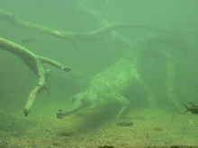 Underwater Gharial