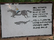 Crocodiles Can Be Fast!