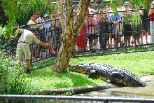 Acco!!!! The big Croc!
