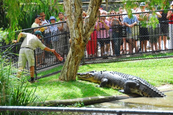 Acco!!!! The big Croc!