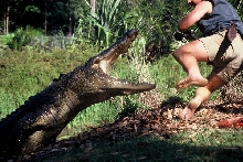 ACCO THE CROC