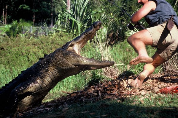 ACCO THE CROC