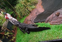 Bad Gator