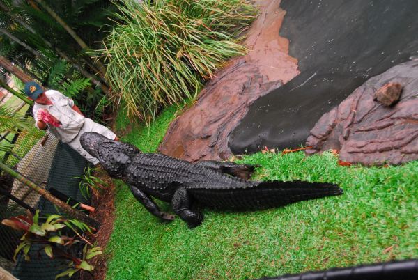 Bad Gator