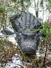 Angry Gator!