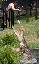CRIKEY!