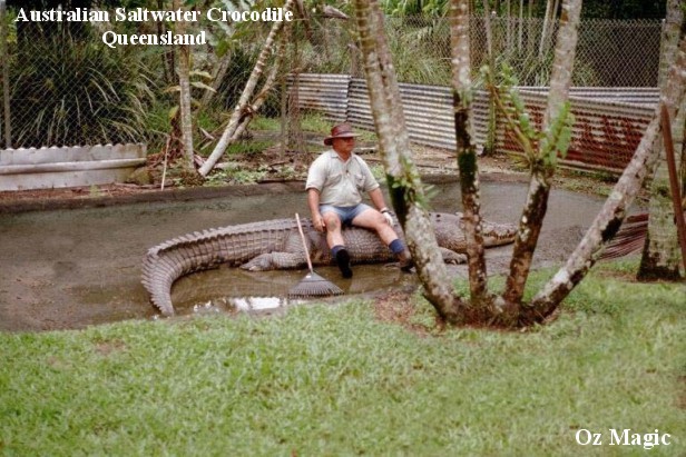 Nice Croc