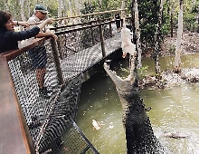 Croc Vs. Chicken! Who will win?