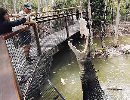 Croc Vs. Chicken! Who will win?