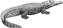 Nile crocodile