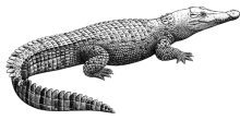 Saltwater crocodile