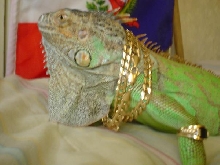 "Dragon"