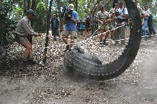 FLYING CROCODILE