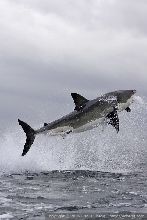 GREAT WHITE SHARK