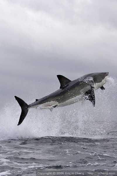 GREAT WHITE SHARK