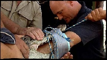 Arm in croc's mouth!!!
