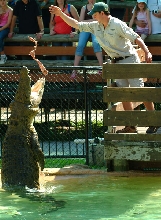 JUMPING CROCODILES!!