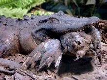 GATOR WITH HIS DINNER!
