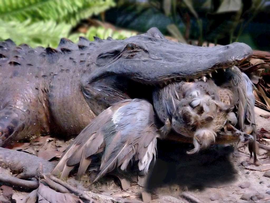 GATOR WITH HIS DINNER!