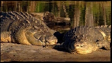 Croc Love