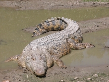 Maximo
