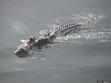 Saltwater King