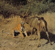 Tiger attacking Sambar