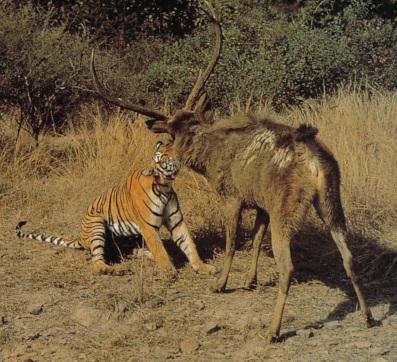 Tiger attacking Sambar