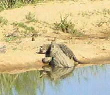 Crocodile Vs. Leopard