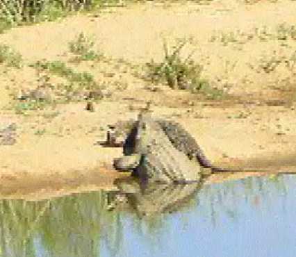 Crocodile Vs. Leopard