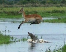 Amazing Jump!