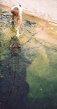 VERY BIG CROC!!!!!!!!!!!!!!!!