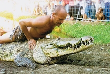 Tamed Crocodile