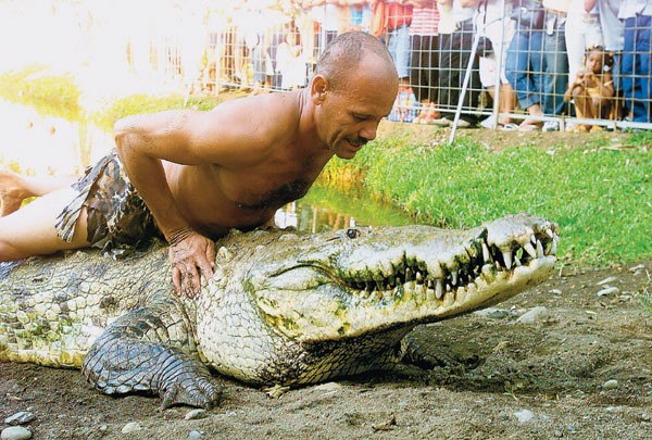 Tamed Crocodile