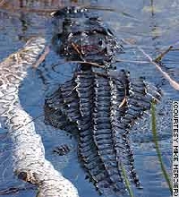 Alligator Vs. Python