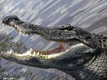 Alligator Gaping