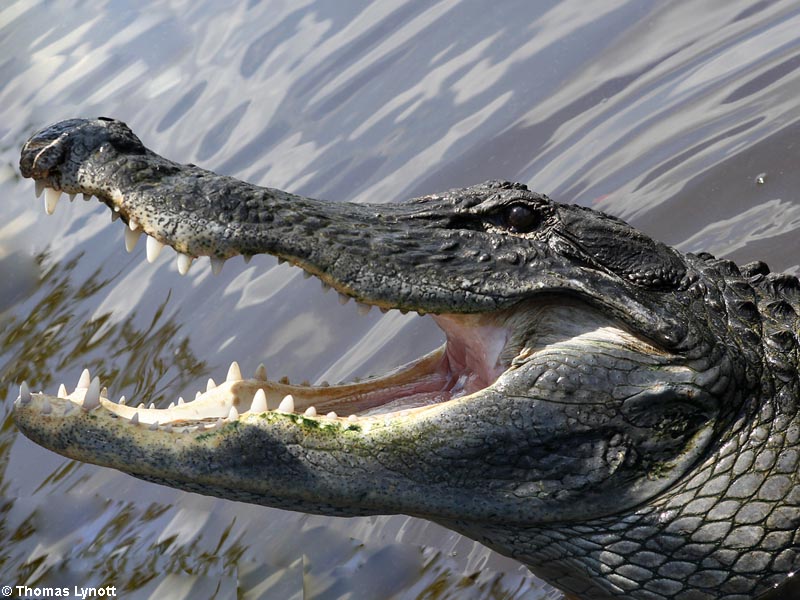 Alligator Gaping